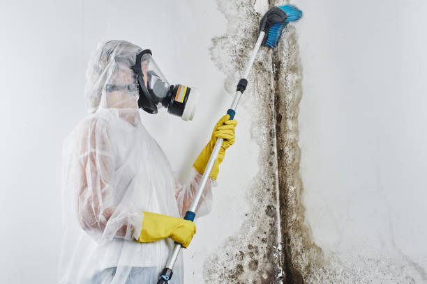 Best Industrial Mold Remediation in Owasso, OK