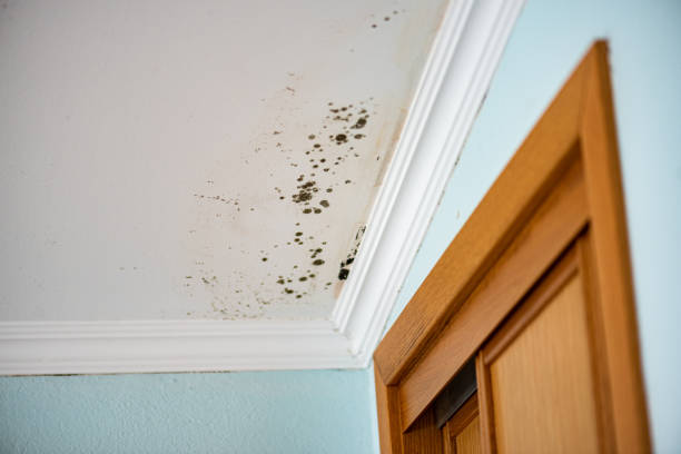 Best Post-Flood Mold Remediation in Owasso, OK