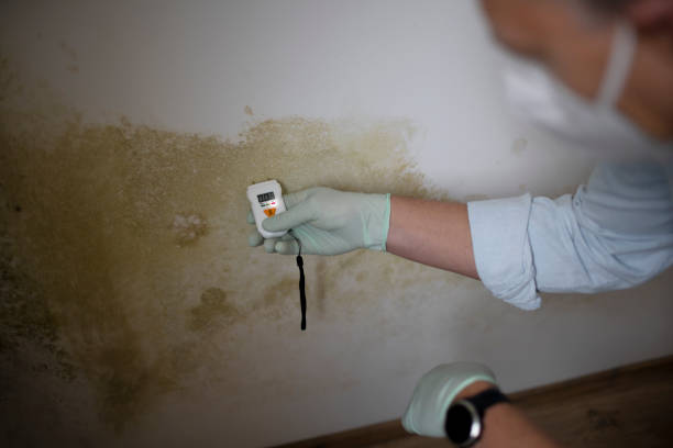 Best Attic Mold Remediation in Owasso, OK