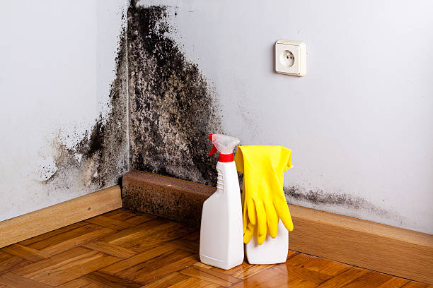 Best Mold Testing and Inspection Services in Owasso, OK
