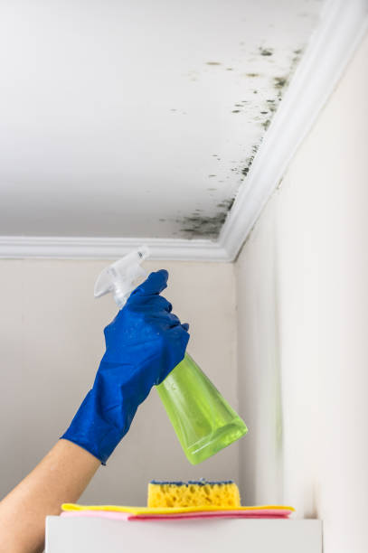 Best DIY Mold Remediation Support Services in Owasso, OK