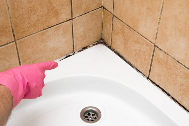 Best Basement Mold Remediation in Owasso, OK