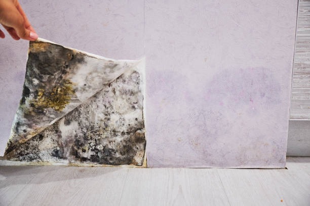 Best Black Mold Remediation in Owasso, OK